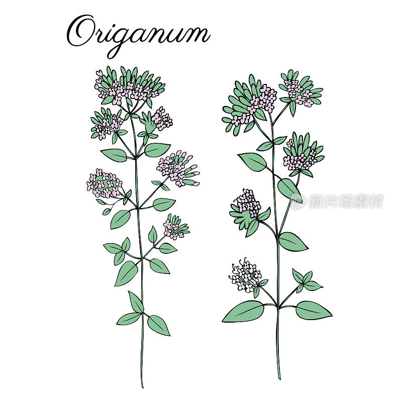 Blossoming oregano flowers vector ink doodle sketch hand drawn healing herb isolated on white, vintage botanical illustration, Collection herb for card, cosmetic, medicine